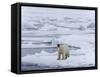 Arctic Ocean, Norway, Svalbard. Polar Bear after Eating-Jaynes Gallery-Framed Stretched Canvas