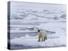 Arctic Ocean, Norway, Svalbard. Polar Bear after Eating-Jaynes Gallery-Stretched Canvas