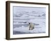 Arctic Ocean, Norway, Svalbard. Polar Bear after Eating-Jaynes Gallery-Framed Photographic Print