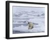 Arctic Ocean, Norway, Svalbard. Polar Bear after Eating-Jaynes Gallery-Framed Photographic Print