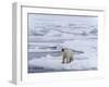 Arctic Ocean, Norway, Svalbard. Polar Bear after Eating-Jaynes Gallery-Framed Photographic Print