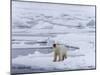 Arctic Ocean, Norway, Svalbard. Polar Bear after Eating-Jaynes Gallery-Mounted Photographic Print