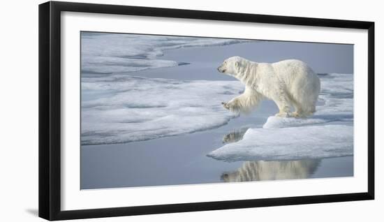 Arctic Ocean, Norway, Svalbard. Polar Bear Jumping-Jaynes Gallery-Framed Photographic Print