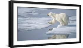 Arctic Ocean, Norway, Svalbard. Polar Bear Jumping-Jaynes Gallery-Framed Photographic Print