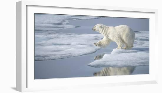 Arctic Ocean, Norway, Svalbard. Polar Bear Jumping-Jaynes Gallery-Framed Photographic Print