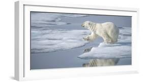 Arctic Ocean, Norway, Svalbard. Polar Bear Jumping-Jaynes Gallery-Framed Photographic Print