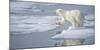 Arctic Ocean, Norway, Svalbard. Polar Bear Jumping-Jaynes Gallery-Mounted Photographic Print