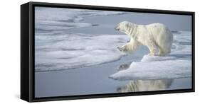 Arctic Ocean, Norway, Svalbard. Polar Bear Jumping-Jaynes Gallery-Framed Stretched Canvas