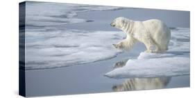Arctic Ocean, Norway, Svalbard. Polar Bear Jumping-Jaynes Gallery-Stretched Canvas