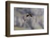 Arctic skua, Stercorarius parasiticus, juvenil plumage-olbor-Framed Photographic Print