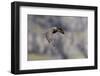 Arctic skua, Stercorarius parasiticus, juvenil plumage-olbor-Framed Photographic Print