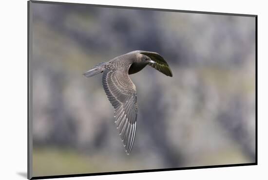 Arctic skua, Stercorarius parasiticus, juvenil plumage-olbor-Mounted Photographic Print