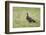 Arctic skua, Stercorarius parasiticus, juvenil plumage-olbor-Framed Photographic Print