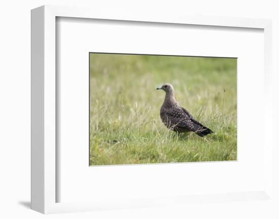 Arctic skua, Stercorarius parasiticus, juvenil plumage-olbor-Framed Photographic Print