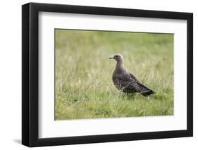 Arctic skua, Stercorarius parasiticus, juvenil plumage-olbor-Framed Photographic Print