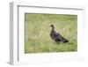 Arctic skua, Stercorarius parasiticus, juvenil plumage-olbor-Framed Photographic Print