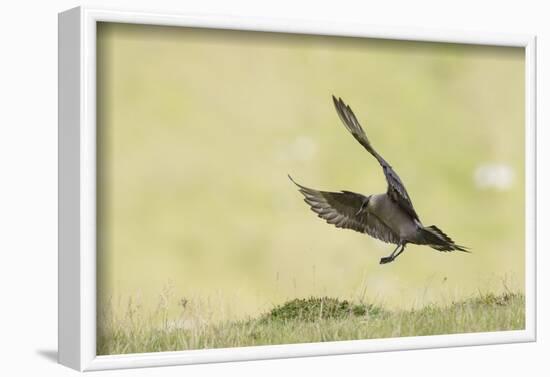 Arctic skua, Stercorarius parasiticus, landing approach-olbor-Framed Photographic Print