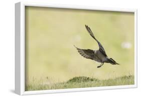 Arctic skua, Stercorarius parasiticus, landing approach-olbor-Framed Photographic Print