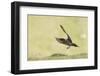 Arctic skua, Stercorarius parasiticus, landing approach-olbor-Framed Photographic Print