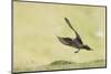 Arctic skua, Stercorarius parasiticus, landing approach-olbor-Mounted Photographic Print