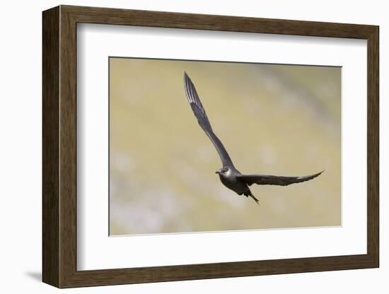 Arctic skua, Stercorarius parasiticus-olbor-Framed Photographic Print