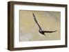 Arctic skua, Stercorarius parasiticus-olbor-Framed Photographic Print