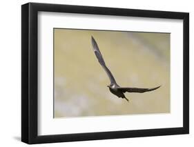 Arctic skua, Stercorarius parasiticus-olbor-Framed Photographic Print