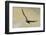 Arctic skua, Stercorarius parasiticus-olbor-Framed Photographic Print