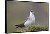 Arctic skua, Stercorarius parasiticus-olbor-Framed Stretched Canvas