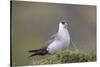 Arctic skua, Stercorarius parasiticus-olbor-Stretched Canvas