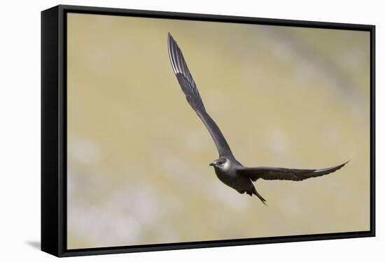 Arctic skua, Stercorarius parasiticus-olbor-Framed Stretched Canvas