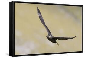 Arctic skua, Stercorarius parasiticus-olbor-Framed Stretched Canvas