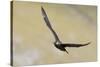 Arctic skua, Stercorarius parasiticus-olbor-Stretched Canvas