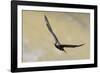 Arctic skua, Stercorarius parasiticus-olbor-Framed Photographic Print