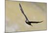 Arctic skua, Stercorarius parasiticus-olbor-Mounted Photographic Print