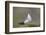 Arctic skua, Stercorarius parasiticus-olbor-Framed Photographic Print