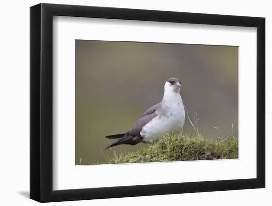 Arctic skua, Stercorarius parasiticus-olbor-Framed Photographic Print