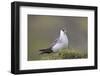 Arctic skua, Stercorarius parasiticus-olbor-Framed Photographic Print