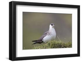 Arctic skua, Stercorarius parasiticus-olbor-Framed Photographic Print