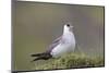 Arctic skua, Stercorarius parasiticus-olbor-Mounted Photographic Print