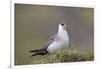 Arctic skua, Stercorarius parasiticus-olbor-Framed Photographic Print