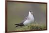 Arctic skua, Stercorarius parasiticus-olbor-Framed Photographic Print