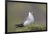 Arctic skua, Stercorarius parasiticus-olbor-Framed Photographic Print