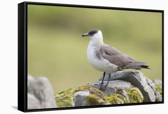 Arctic skua, Stercorarius parasiticus-olbor-Framed Stretched Canvas