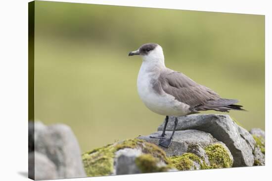 Arctic skua, Stercorarius parasiticus-olbor-Stretched Canvas