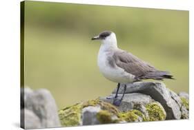 Arctic skua, Stercorarius parasiticus-olbor-Stretched Canvas