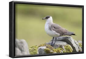 Arctic skua, Stercorarius parasiticus-olbor-Framed Photographic Print