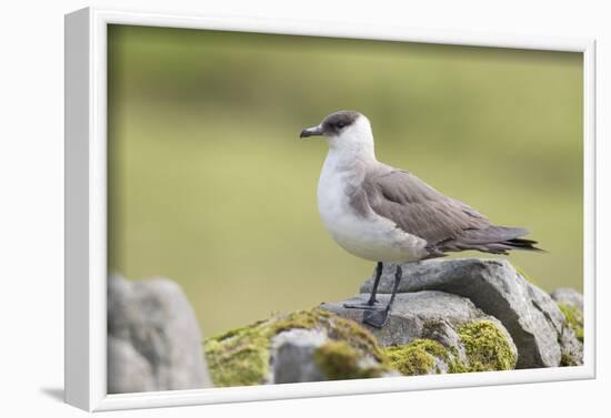 Arctic skua, Stercorarius parasiticus-olbor-Framed Photographic Print