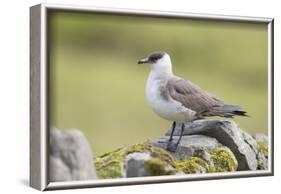 Arctic skua, Stercorarius parasiticus-olbor-Framed Photographic Print