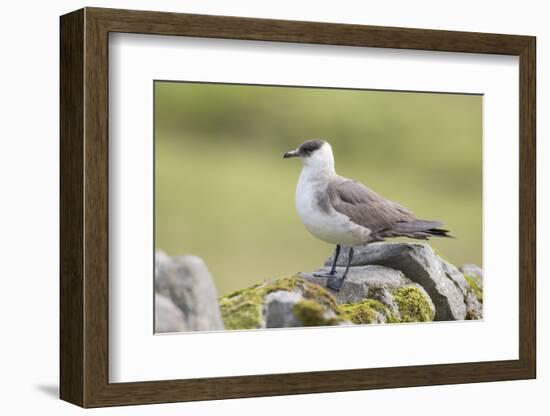 Arctic skua, Stercorarius parasiticus-olbor-Framed Photographic Print